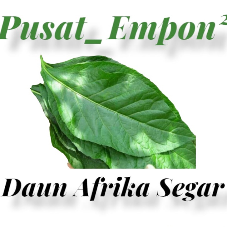 Daun afrika daun sambung nyawa segar 100 lembar klorofil