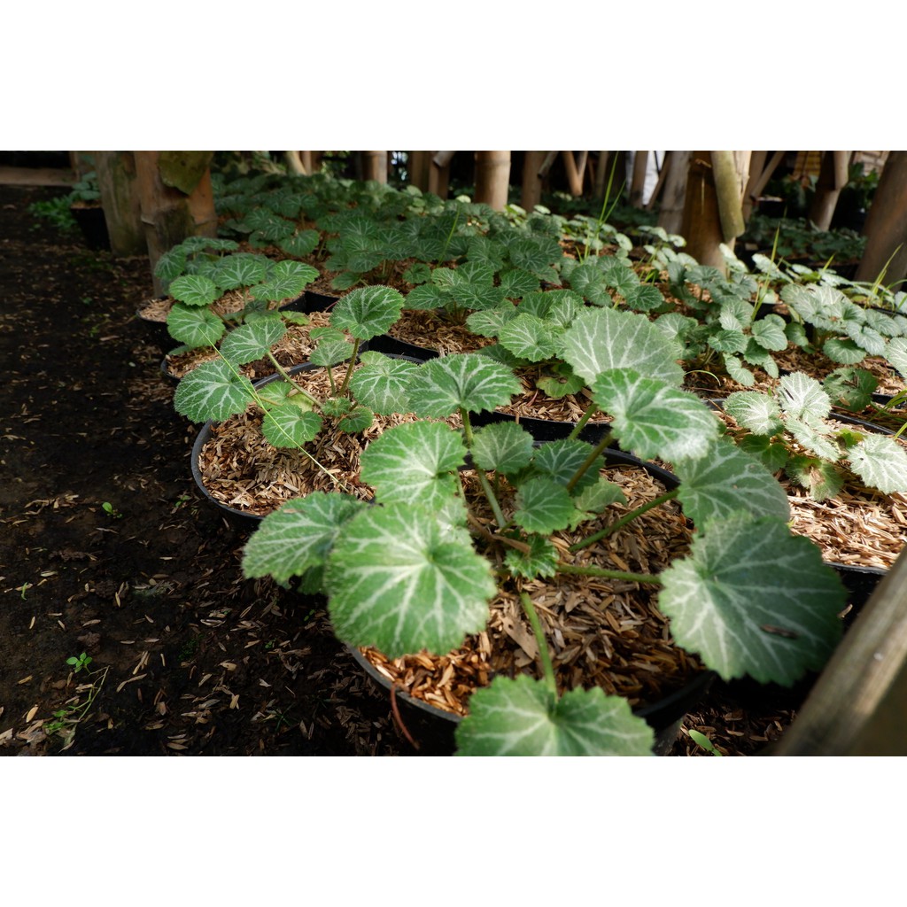 Begonia Strawberry - Tanaman Hias