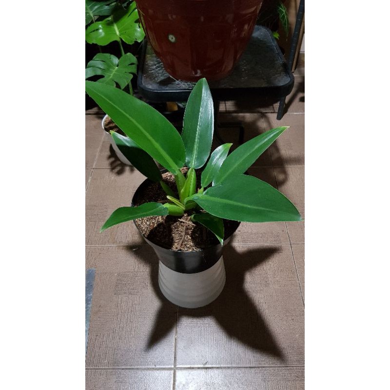 philo enceng gondok / philo katak asli pingpong