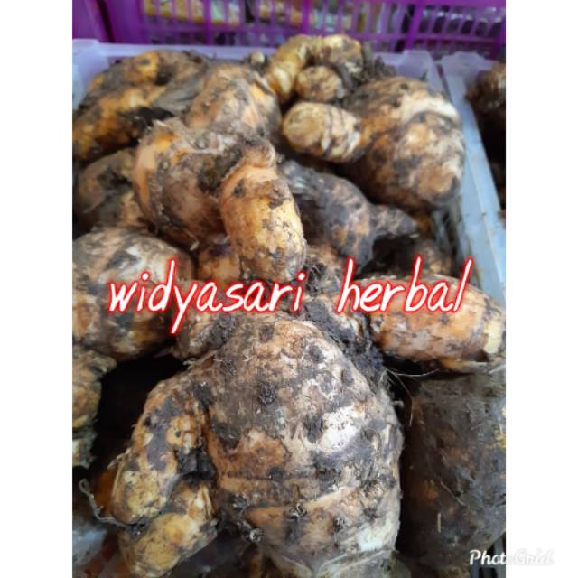 

Temulawak Basah 500gr