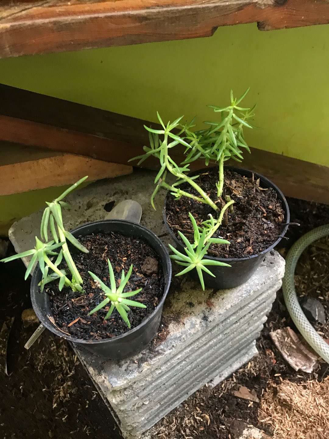 Portulaca Mini Batik Ungu Tumpuk/portulaca Grandiflora Double Petal