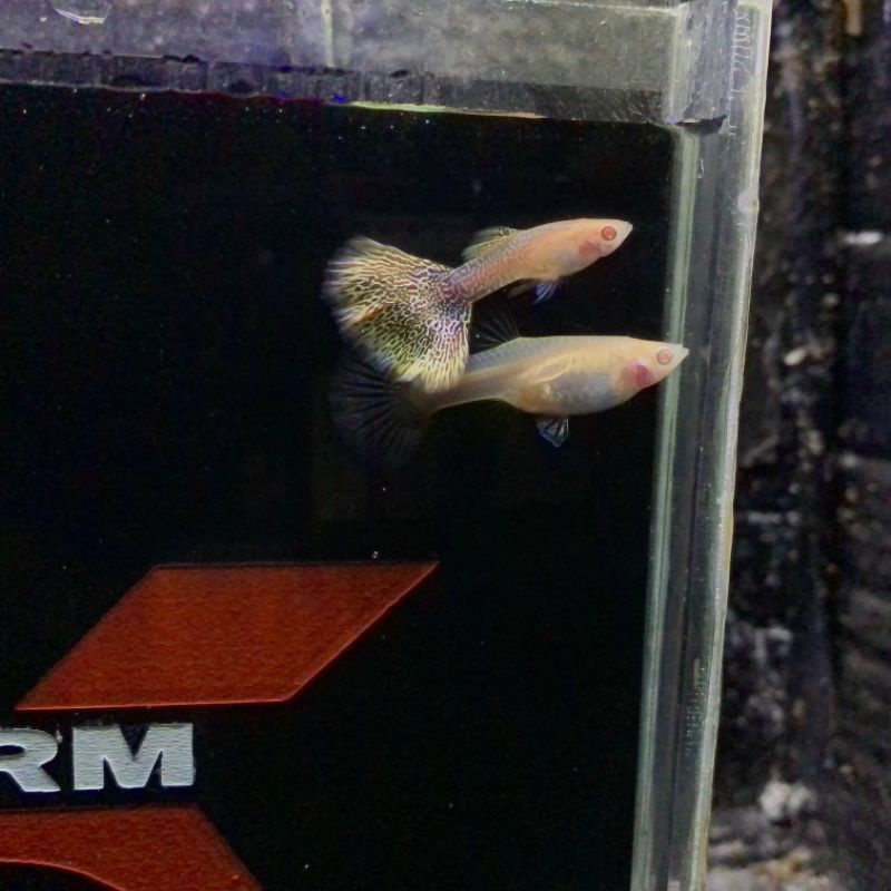 ikan guppy albino yellow cobra