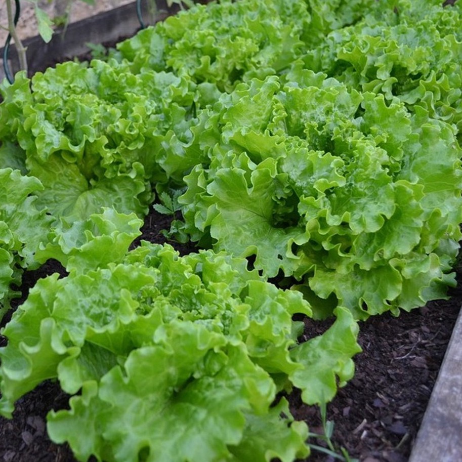 400 Benih Bibit Selada Keriting Hijau Sayuran Unggul Kriebo Bintang Asia Biji Tanaman Sayur Official-2