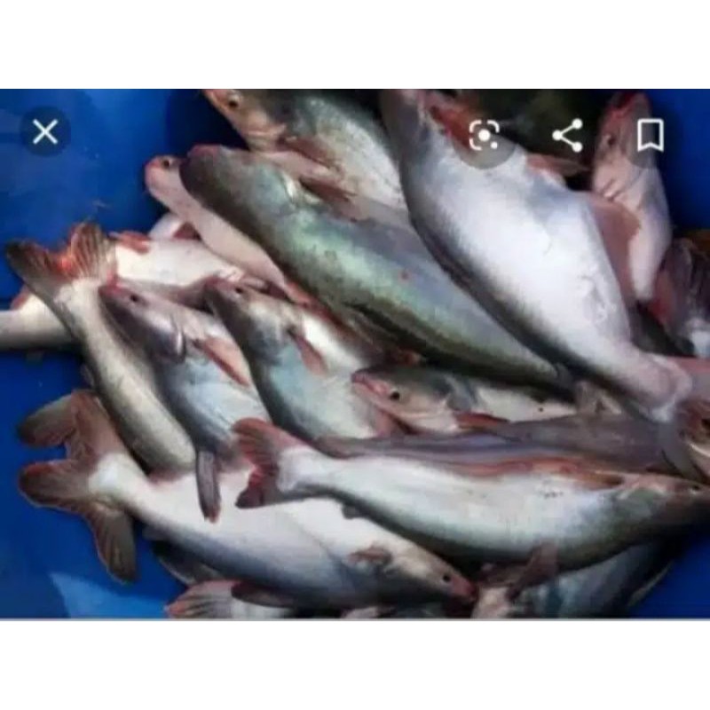 

jual ikan patin segar per 500 gram