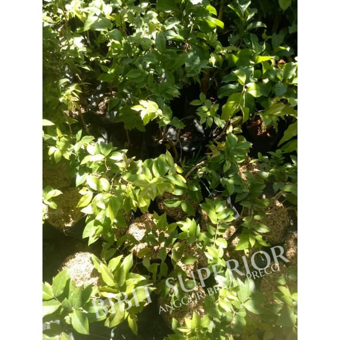 bibit anggur brazil preco