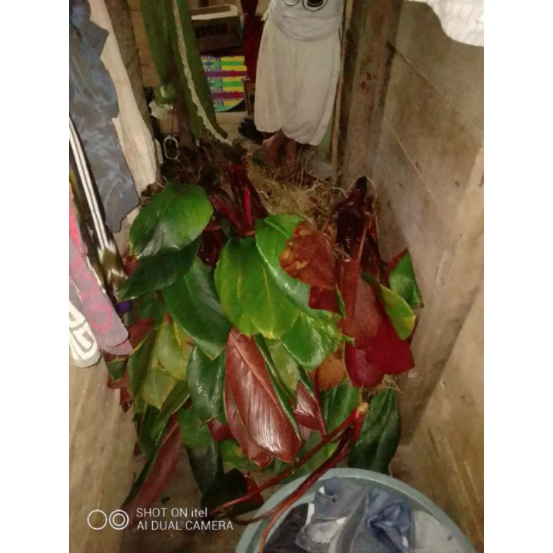 Homalomena sp sumatera daun tebal