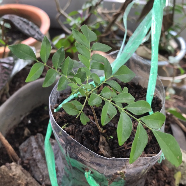 

Daun Kari / Salam Koja