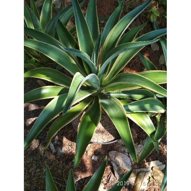 Tanaman hias agave hijau - siklok -sansivera