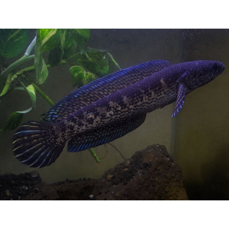 PO Auranti Maculatta