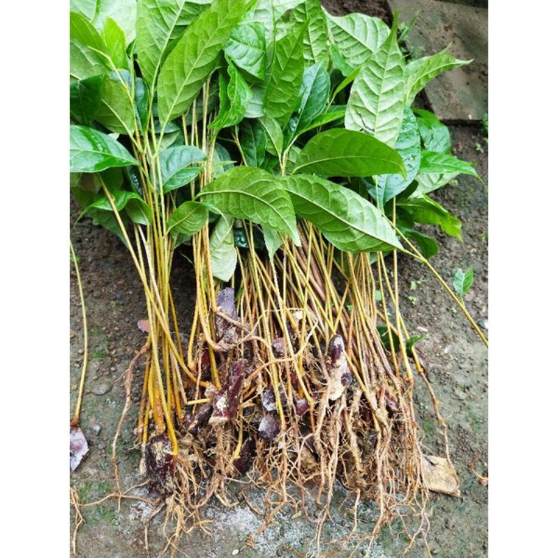 Bibit mahoni siap tanam murah / bibit mahoni / bibit