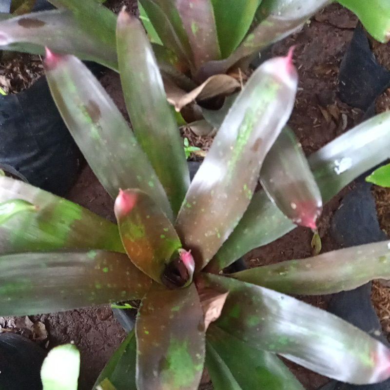 

beromel lia