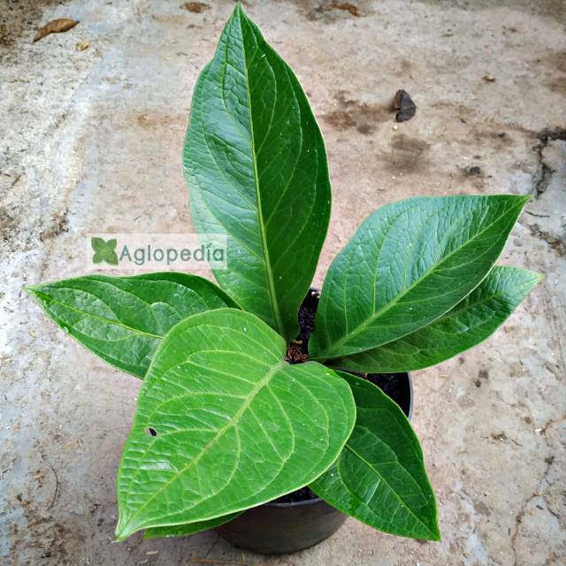 Jual Anthurium Jenmani Kol - Antorium Jemani | Shopee ...