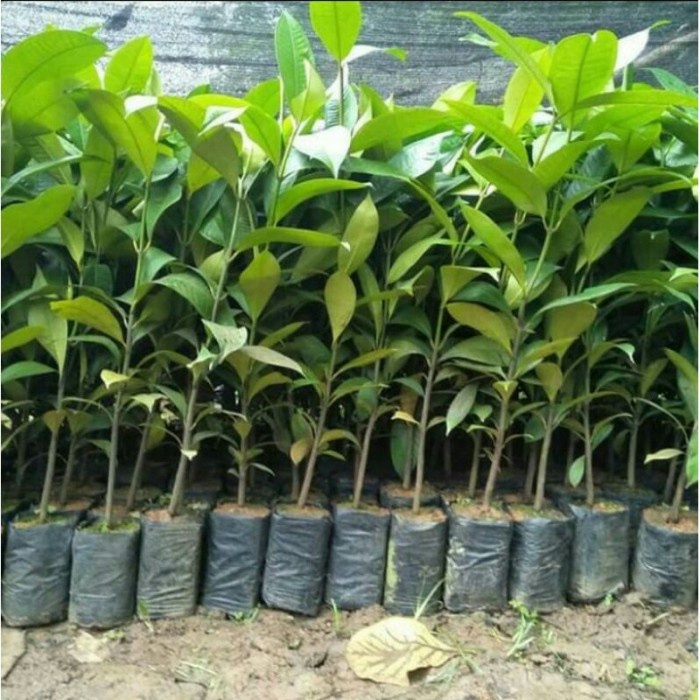 Bibit manggis biji kecil