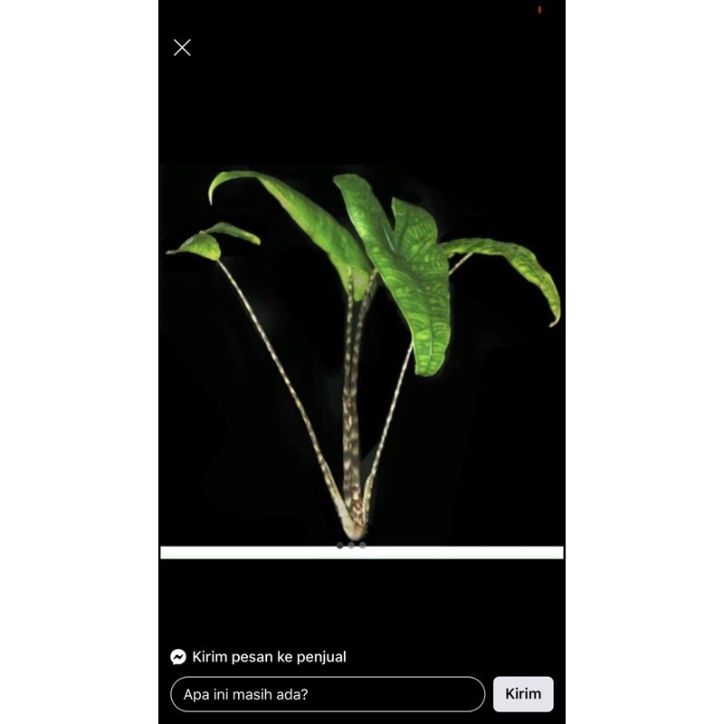 alocasia zebrina reticulata