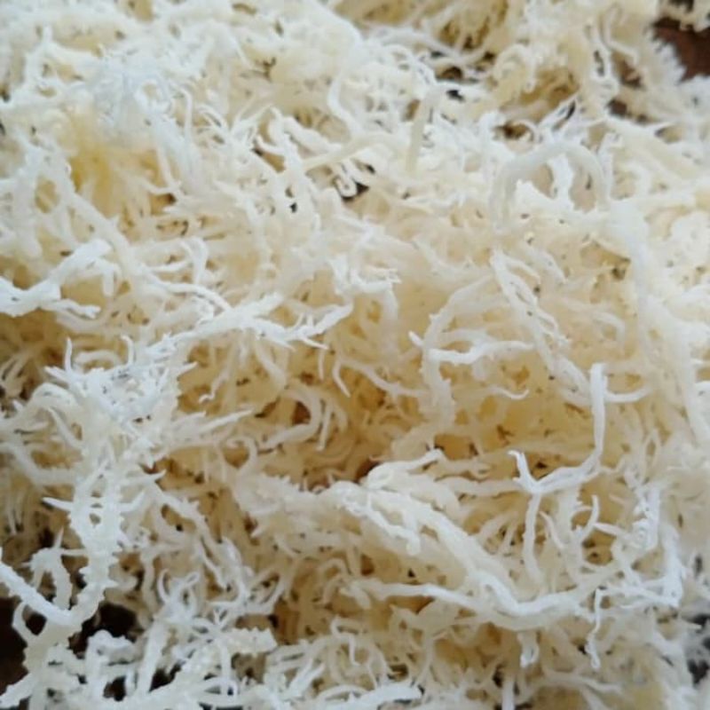 

RUMPUT LAUT BERAT KERING 1KG