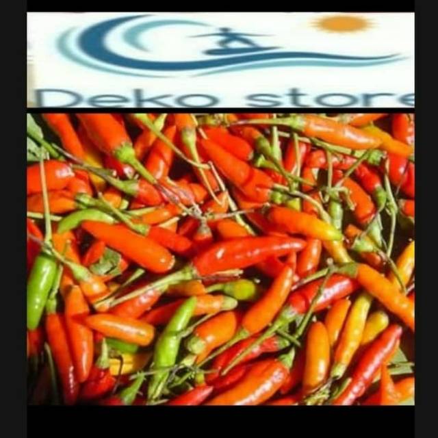 

Cabe Gunung harga Perbiji