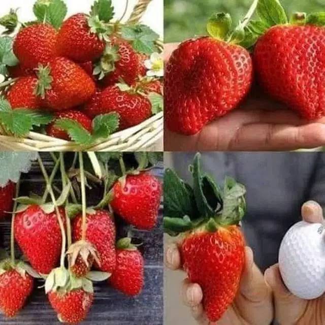 Tanaman Buah Strawbery australia // Bibit Strawberry Jumbo