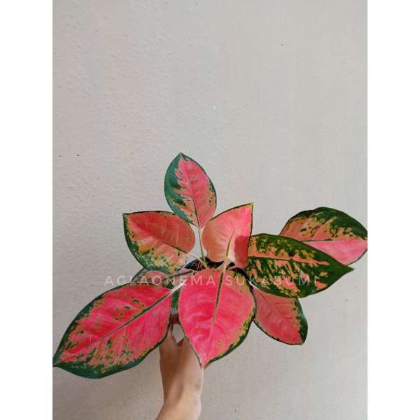 Aglaonema Kocin tembaga aglonema