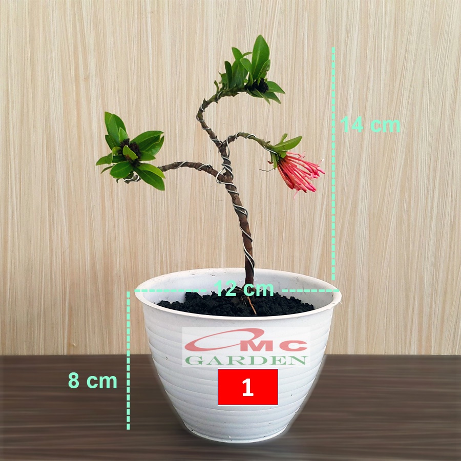 Tanaman Hias Bonsai Mame Soka Mini Asoka Jepang Ixora Pink B-SMP-004