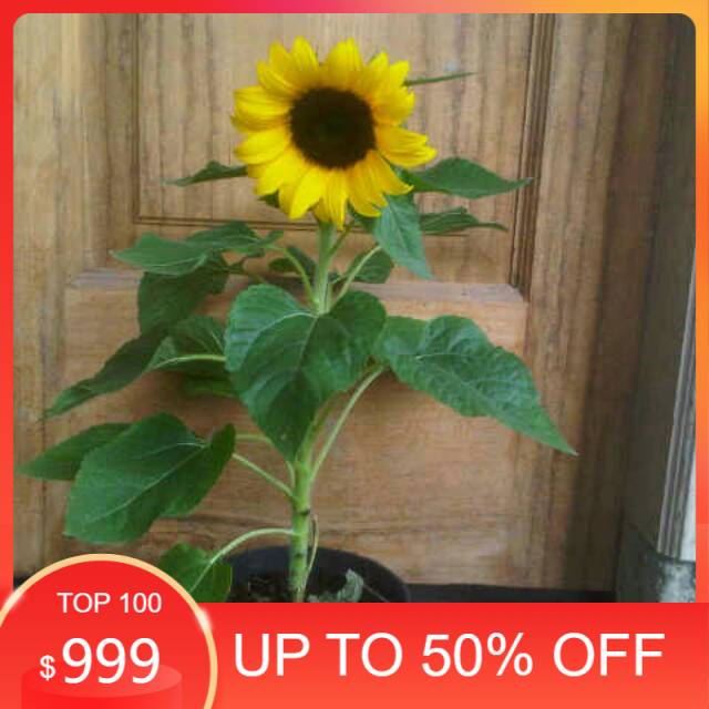 jual bibit bunga matahari belum berbunga- bunga matahari - bibit bunga