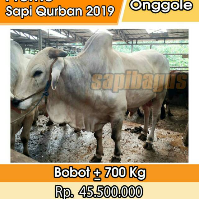 Promo Jual Sapi Qurban 2021 1442 H Murah Sejabodetabek Indonesia