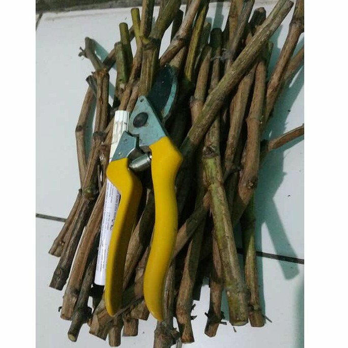 Cutting Stek Anggur import MURAH