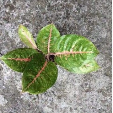 aglonema Harley queen