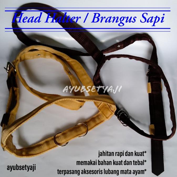 

Produk Terbaik] Brangus Sapi Head Halter ikat kepala sapi Kalung sapi Tali tuntun sapi