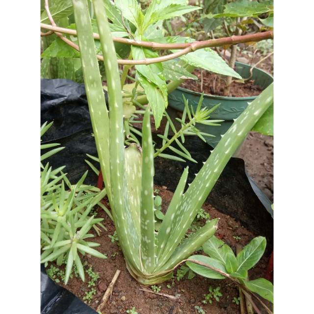 Tanaman Bunga Obat Lidah Buaya
