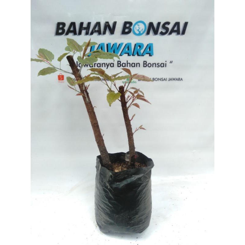 (REAL PICT) BAHAN BONSAI BUNUT DONGKELAN