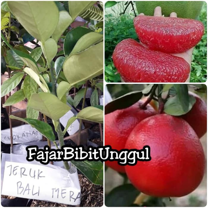 bibit jeruk bali red pamelo super murah