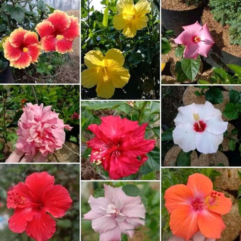 9 PAKET TANAMAN HIAS HIBISCUS BUNGA SEPATU