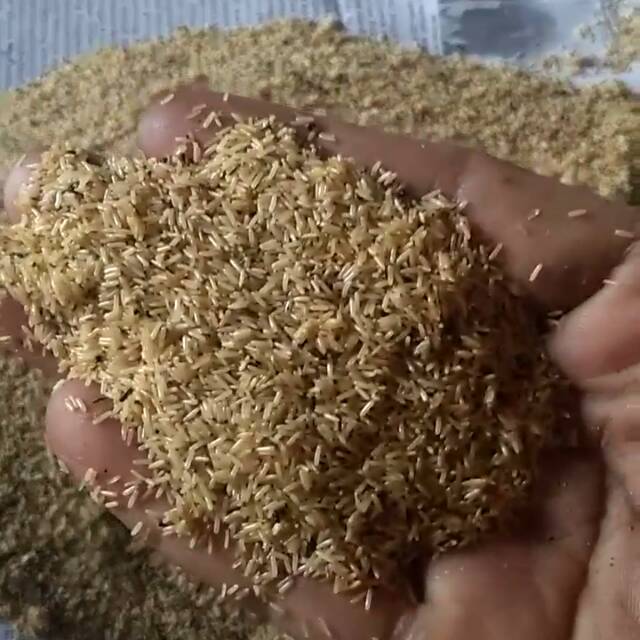 Telur jangkrik  madu...