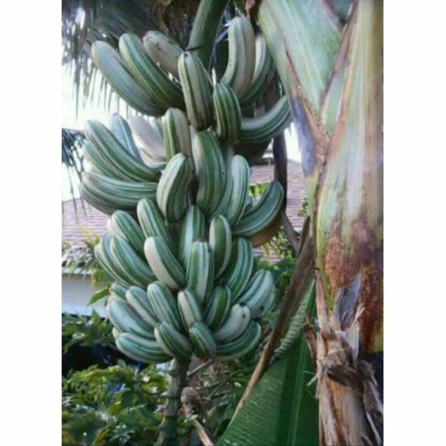 Bibit pisang variegata (Musa variegata)