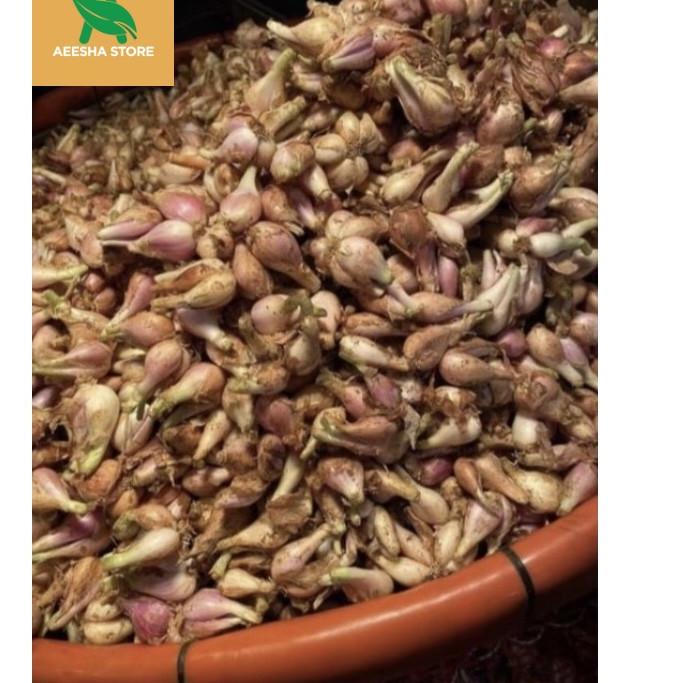 

Bawang Merah Sumenep besar/Bawang Goreng 500 gram - 1000 gram AEESHASTORE ~