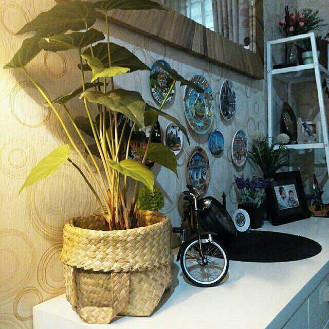 Flash Sale Keranjang Tanaman Ukuran 20 Cm x9Rqb8fklgwZm