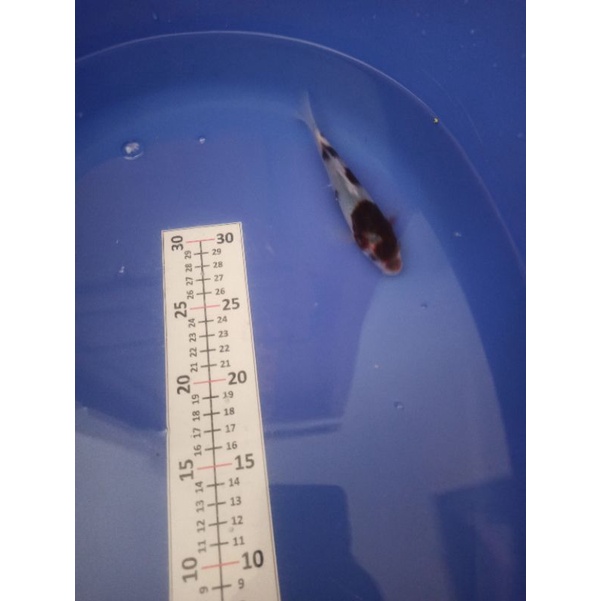 ikan koi budho goromo anakan Impor Jepang F1 bergaransi pengiriman