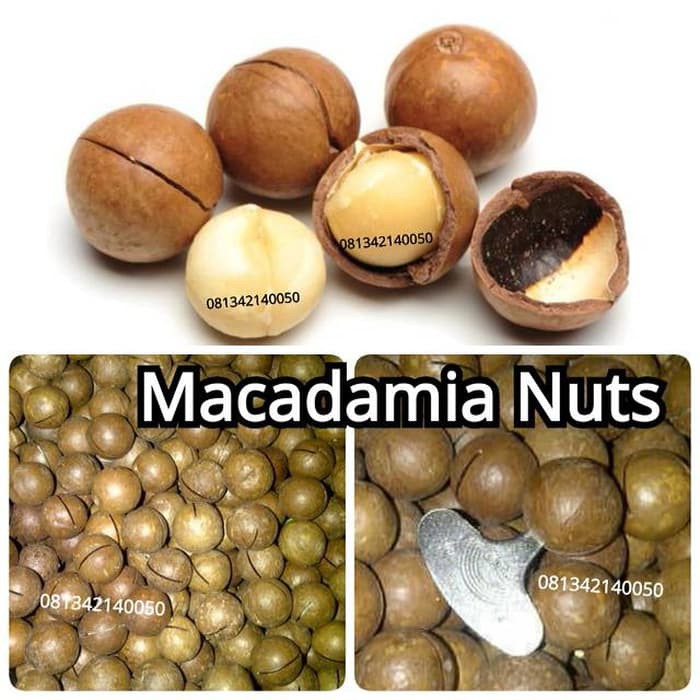 

Macadamia Nuts in shell ( kacang macadamia kulit ) matang grosir murah