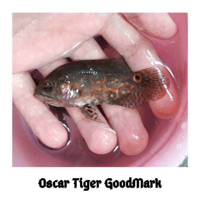 Hiasan Aquarium Ikan Oscar Tiger GoodMarking Ikan Hias Ikan Predator