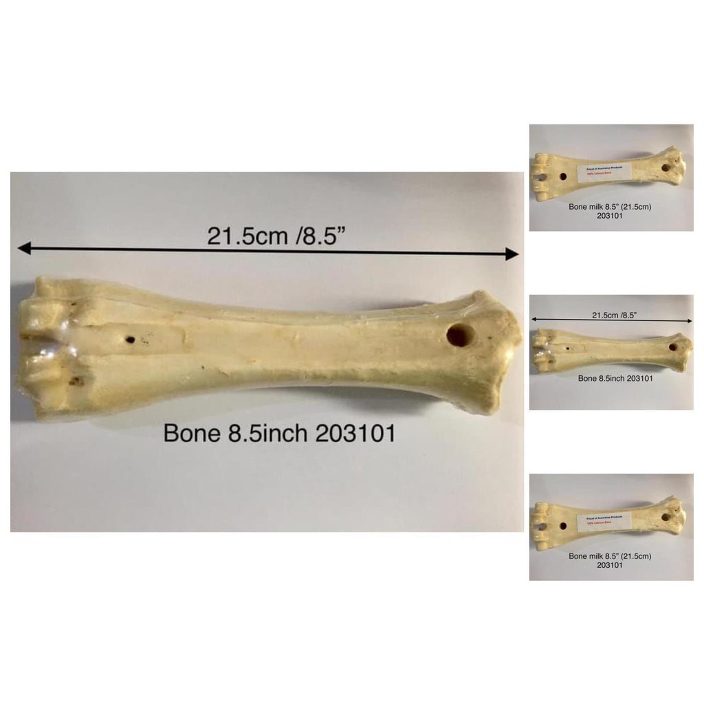 

calcium bone tulang gigit rasa susu 8.5inch 21301
