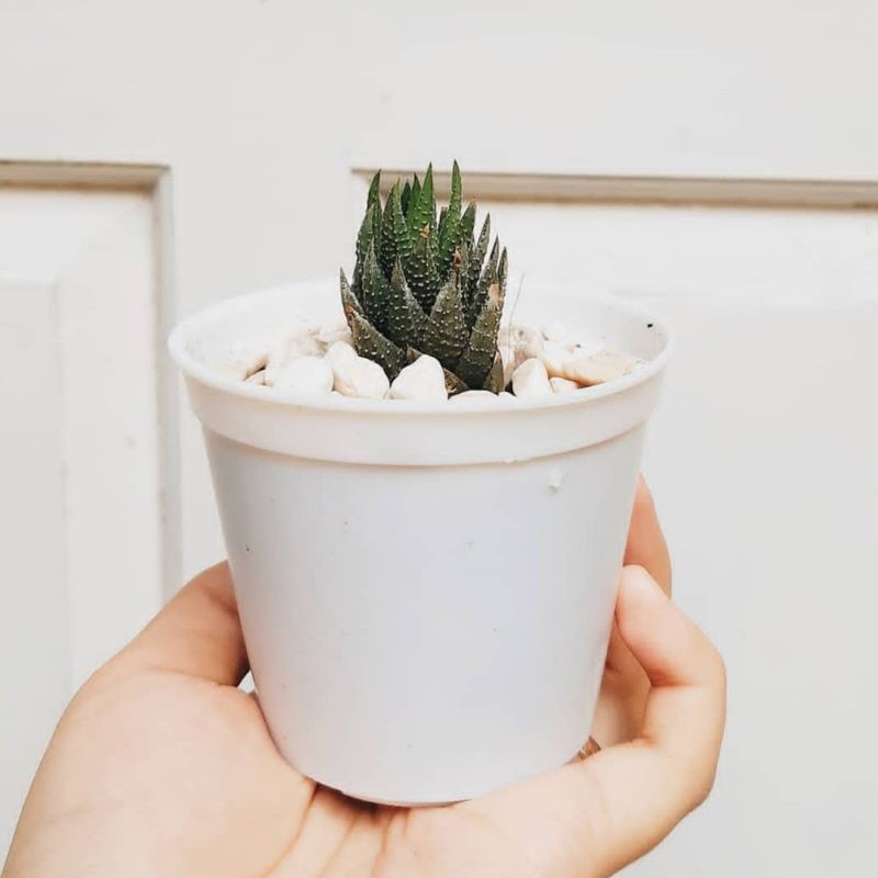 KAKTUS HAWORTHIA GIFT KAKTUS SOUVENIR KAKTUS SUKULEN CACTUS MINI
