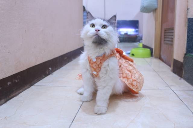 Dress satin renda orange lucu untuk kucing dan anjing / baju anjing kucing murah size S-XL