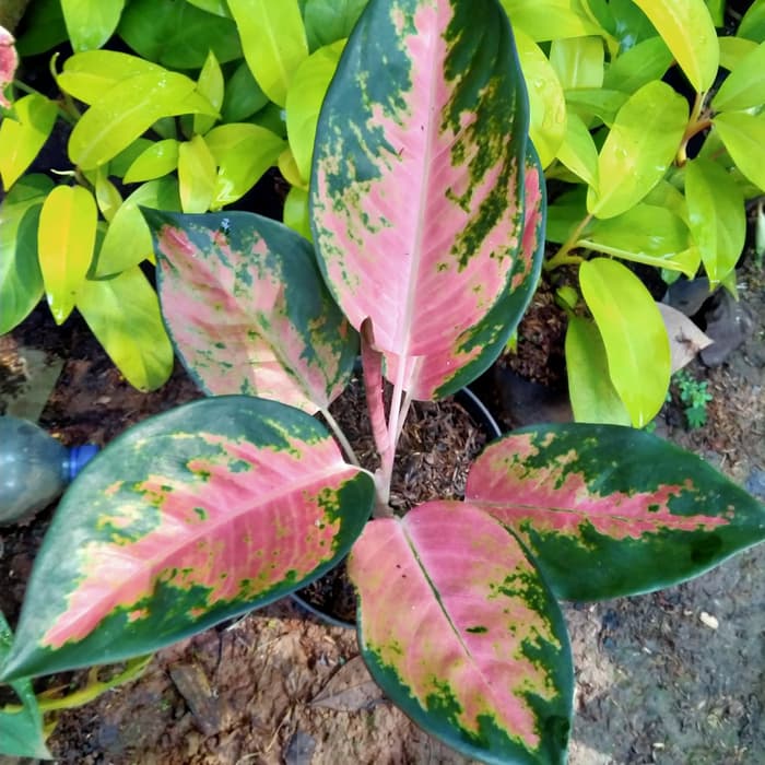 Tanaman Aglonema Kochin Paramruay