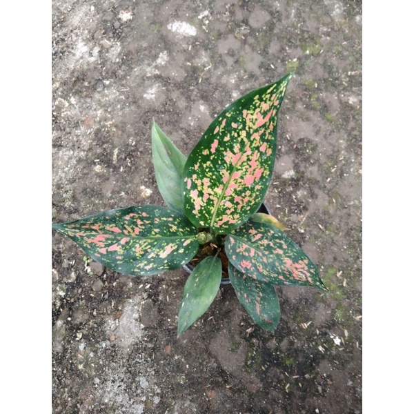 aglonema venus indukan