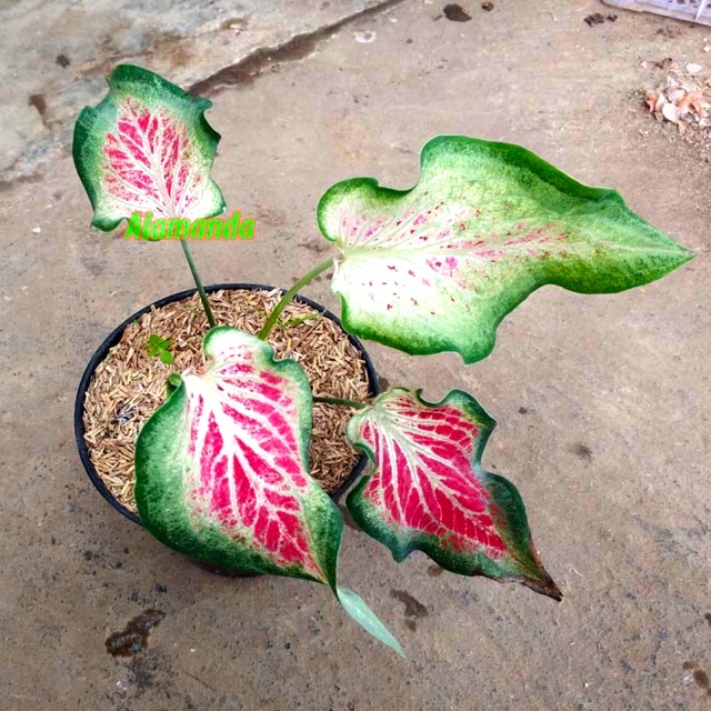 Caladium Senorita Bibitan Keladi Hias Batik Malang Caladium Murah Shopee Indonesia