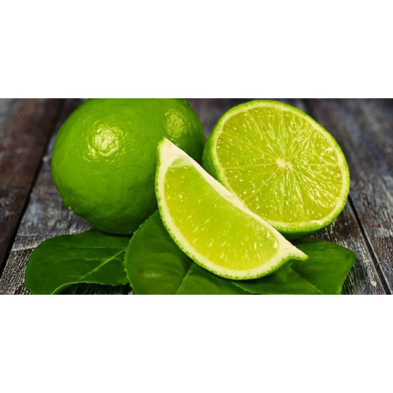 bibit jeruk nipis cangkok