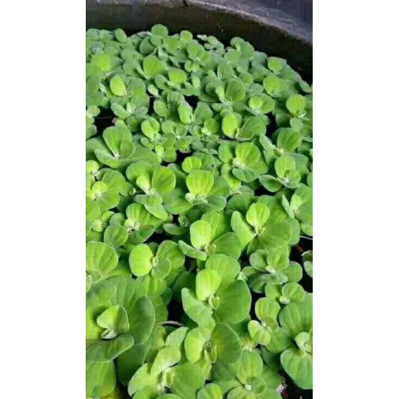 Apu apu tanaman air/kayu apu apu