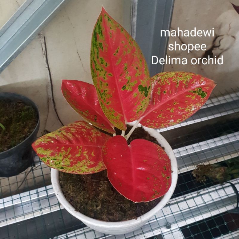tanaman hias aglaonema aglonema langka mahadewi  real picture foto