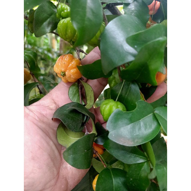 

Buah dewa ndaru atau Eugenia uniform)200 gram segar