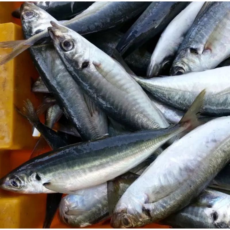 

ikan kembung layang fresh